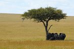 Africa; Kenya; elephant; savannah; tree