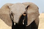 042P-1630; 3717 x 2489 pix; Africa, Kenya, elephant, savannah, trunk