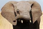 042P-1650; 3616 x 2421 pix; Africa, Kenya, elephant, savannah, trunk