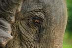 042P-1920; 4288 x 2848 pix; Asia, Nepal, elephant