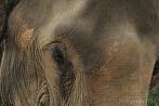 042P-1930; 4000 x 2657 pix; Asia, Nepal, elephant