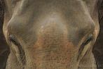 042P-1950; 4240 x 2817 pix; Asia, Nepal, elephant