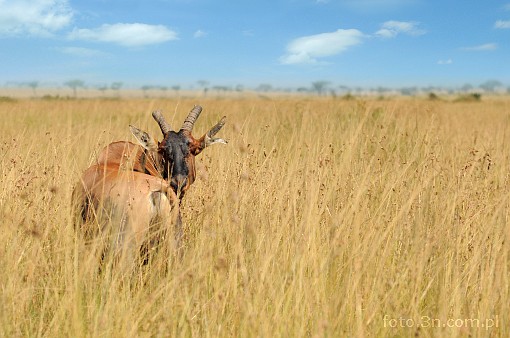 Africa; Kenya; thomson's gazelle; tomi; gazelle; antelope