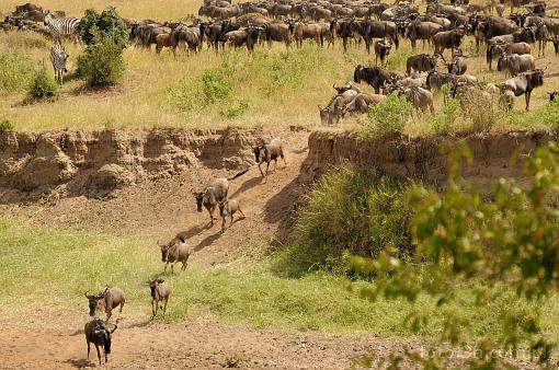 Africa; Kenya; antelope; gnu; migration