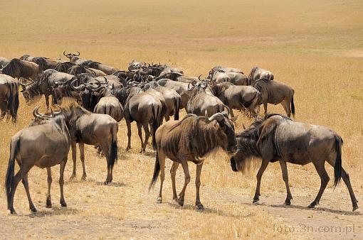 Africa; Kenya; antelope; gnu