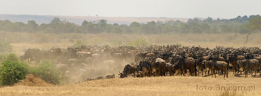 Africa; Kenya; antelope; gnu