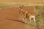 042Q-0210; 3081 x 2054 pix; Africa, Kenya, antelope