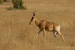 042Q-0220; 3355 x 2246 pix; Africa, Kenya, antelope