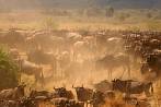 042Q-1005; 3592 x 2394 pix; Africa, Kenya, antelope, gnu