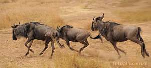 042Q-1025; 6254 x 2867 pix; Africa, Kenya, antelope, gnu