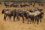 042Q-1090; 3886 x 2581 pix; Africa, Kenya, antelope, gnu