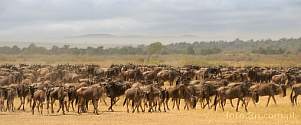 042Q-1150; 4288 x 1796 pix; Africa, Kenya, antelope, gnu