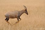 042Q-2005; 3564 x 2385 pix; Africa, Kenya, antelope, topi