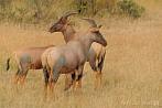 Africa; Kenya; antelope; topi