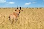 042Q-0120; 4036 x 2680 pix; Africa, Kenya, thomson’s gazelle, tomi, gazelle, antelope