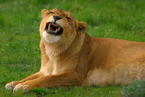 lion; lioness