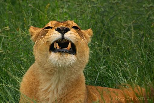lion; lioness