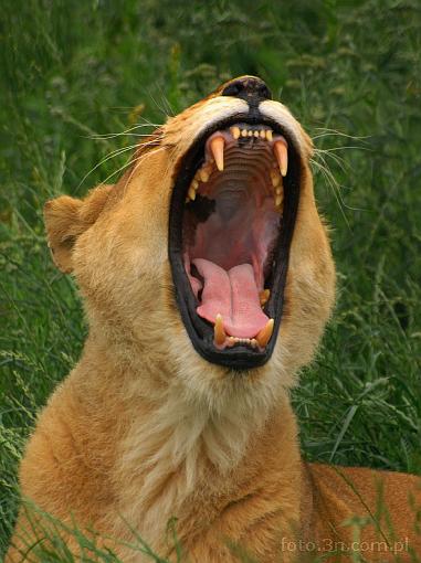 lion; lioness; yawning
