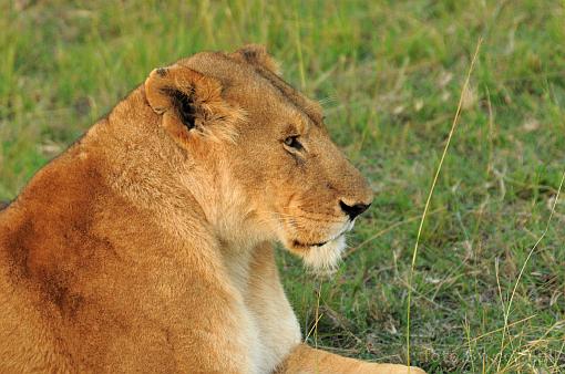Africa; Kenya; lion