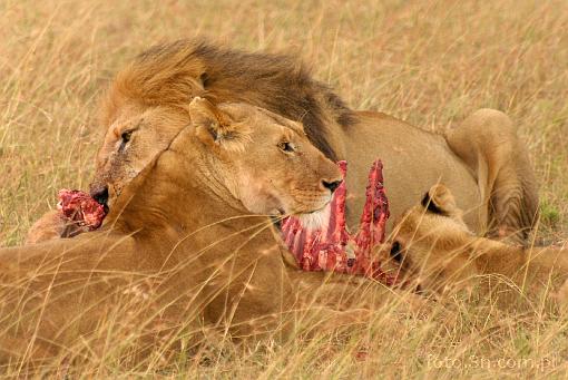 Africa; Kenya; lion; hunting; carcass; savannah