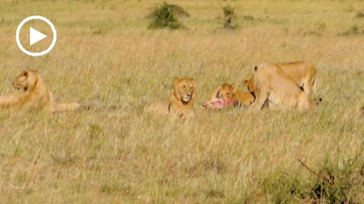 Africa; Kenya; lion