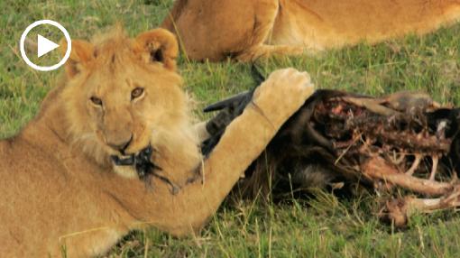 Africa; Kenya; lion; carcass