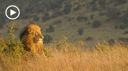Africa; Kenya; lion; lion king