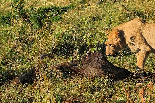 Africa; Kenya; lion; hunting; carcass