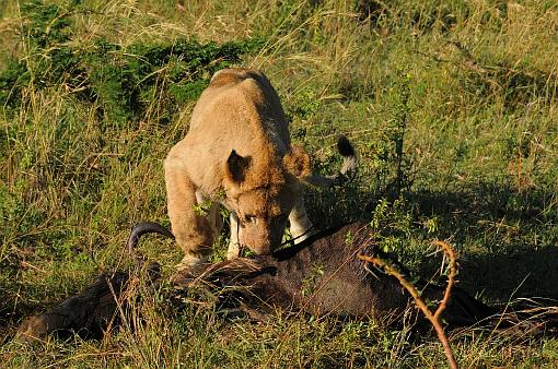 Africa; Kenya; lion; hunting; carcass