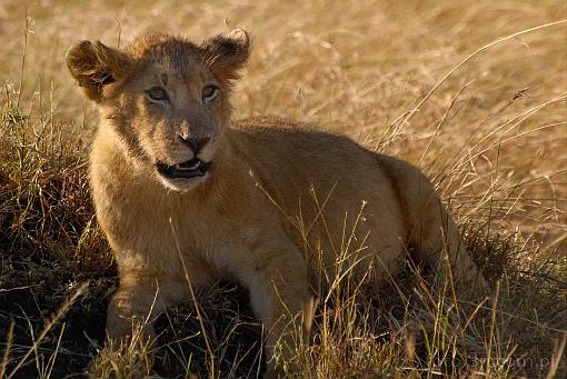 Africa; Kenya; lion; lion cub; savannah