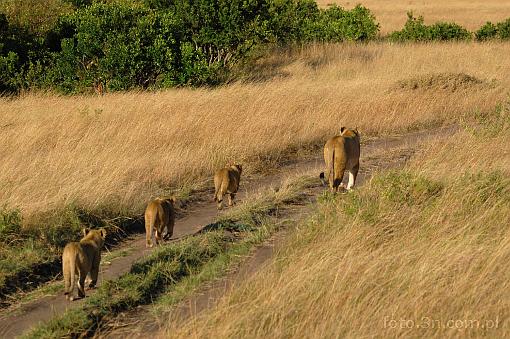 Africa; Kenya; lion; lioness; lion cub; savannah