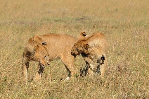Africa; Kenya; lion; savannah