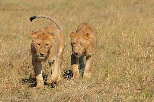 Africa; Kenya; lion; savannah