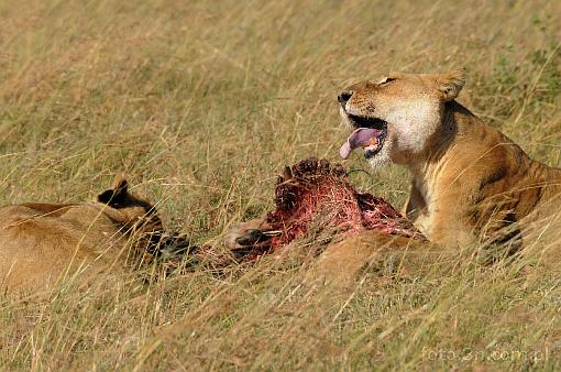 Africa; Kenya; lion; carcass