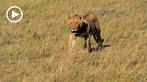 042R-1005; 1280 x 720 pix; Africa, Kenya, lion