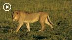 042R-1060; 1280 x 720 pix; Africa, Kenya, lion