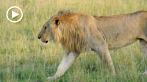 042R-1065; 1280 x 720 pix; Africa, Kenya, lion