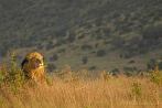 042R-1110; 3190 x 2136 pix; Africa, Kenya, lion