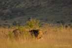 042R-1130; 3428 x 2294 pix; Africa, Kenya, lion