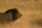 042R-1135; 3872 x 2592 pix; Africa, Kenya, lion