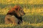042R-1150; 3933 x 2612 pix; Africa, Kenya, lion