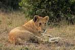 042R-1600; 4288 x 2848 pix; Africa, Kenya, lion