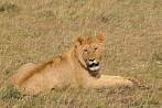 042R-1680; 3744 x 2487 pix; Africa, Kenya, lion
