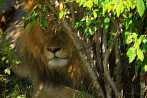 042R-3000; 3918 x 2601 pix; Africa, Kenya, lion