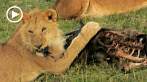 042R-1034; 1280 x 720 pix; Africa, Kenya, lion, carcass