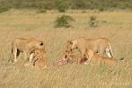 042R-1810; 3964 x 2632 pix; Africa, Kenya, lion, carcass