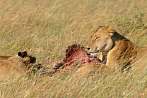 042R-2520; 3292 x 2187 pix; Africa, Kenya, lion, carcass