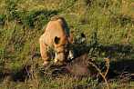 042R-1305; 3964 x 2634 pix; Africa, Kenya, lion, hunting, carcass