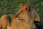 042R-3100; 4288 x 2848 pix; Africa, Kenya, lion, hunting, carcass