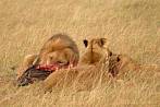 Africa; Kenya; lion; hunting; carcass; savannah
